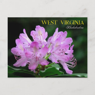 West Virginia State Flower: Rhododendron Briefkaart