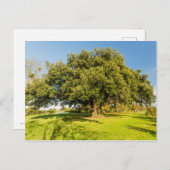 Westbury Court Garden Tree Briefkaart (Voorkant / Achterkant)