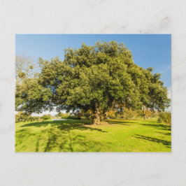 Westbury Court Garden Tree Briefkaart