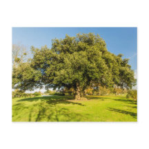 Westbury Court Garden Tree Briefkaart