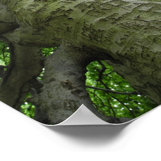 Westchester NY Tree Markets Foto Print (Hoek)