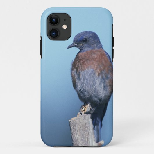 Westelijke blauwe lijster Case-Mate iPhone case (Achterkant)