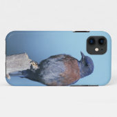 Westelijke blauwe lijster Case-Mate iPhone case (Achterkant (horizontaal))