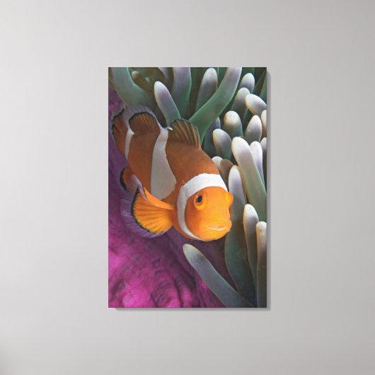 Westelijke Clown Anemoonvis Canvas Afdruk (Voorkant)