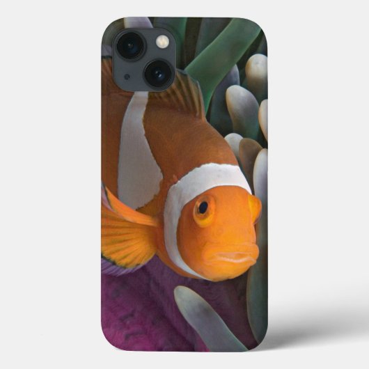 Westelijke Clown Anemoonvis Case-Mate iPhone Case (Achterkant)