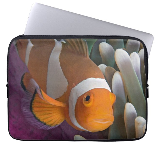 Westelijke Clown Anemoonvis Laptop Sleeve (Voorkant)