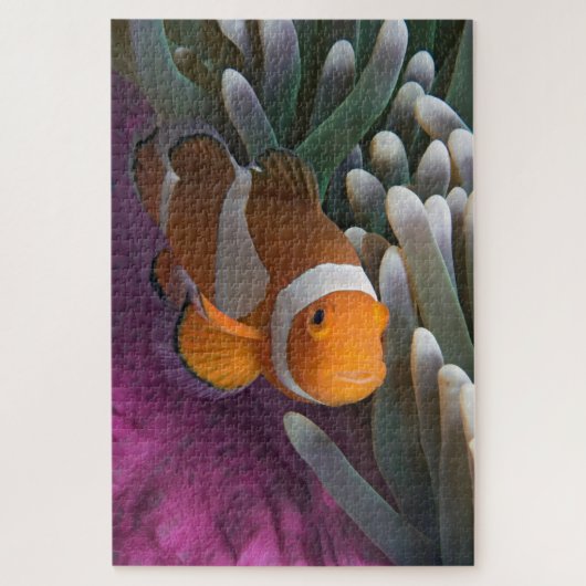 Westelijke Clown Anemoonvis Legpuzzel (Verticaal)