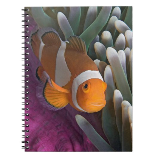 Westelijke Clown Anemoonvis Notitieboek (Voorkant)