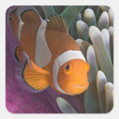 Westelijke Clown Anemoonvis Vierkante Sticker (Voorkant)
