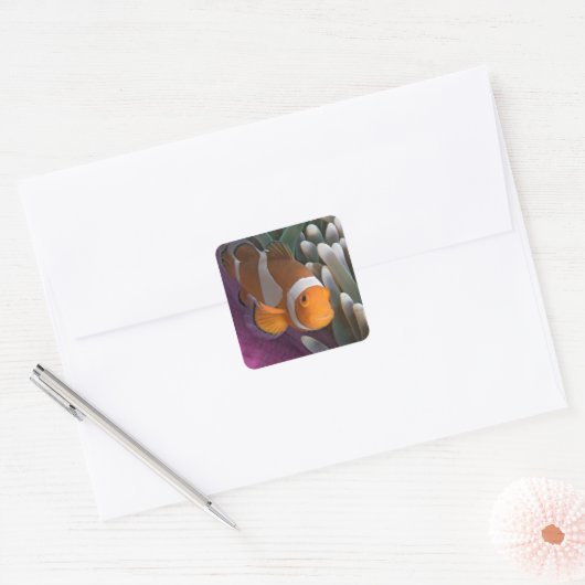 Westelijke Clown Anemoonvis Vierkante Sticker (Envelop)