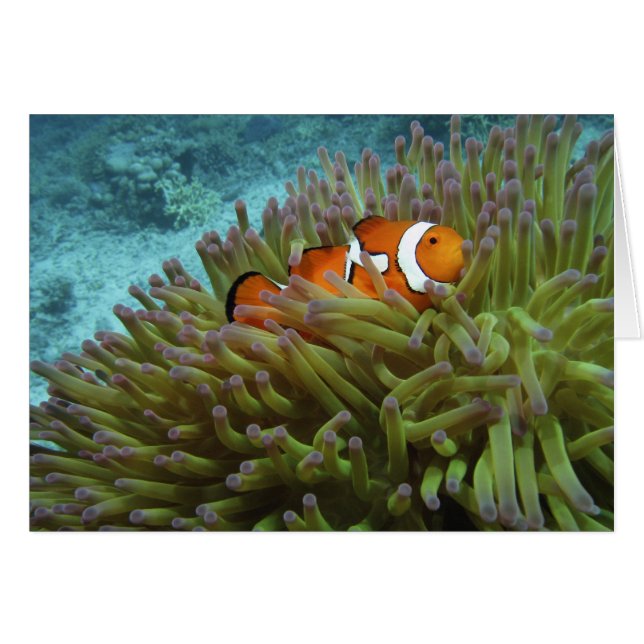 Westelijke clownvis ( Amphiprion ocellaris ) (Voorkant Horizontaal)