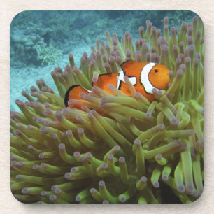 Westelijke clownvis ( Amphiprion ocellaris ) Drankjes Onderzetter