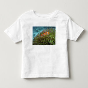 Westelijke Clownvis ( Amphiprion ocellaris ) Kinder Shirts