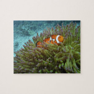 Westelijke Clownvis ( Amphiprion ocellaris ) Legpuzzel