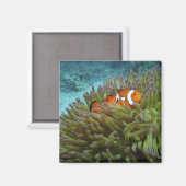 Westelijke clownvis (Amphiprion ocellaris) Magneet (Voorkant / Achterkant)