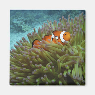 Westelijke clownvis (Amphiprion ocellaris) Magneet