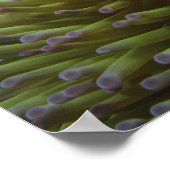 Westelijke Clownvis ( Amphiprion ocellaris ) Poster (Hoek)