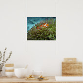 Westelijke Clownvis ( Amphiprion ocellaris ) Poster (Keuken)