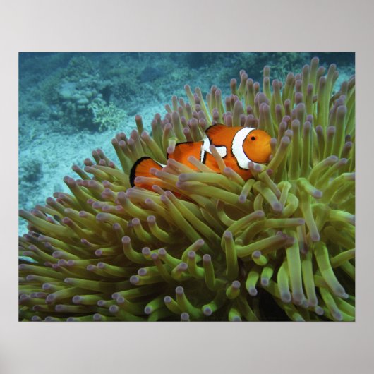 Westelijke Clownvis ( Amphiprion ocellaris ) Poster (Voorkant)