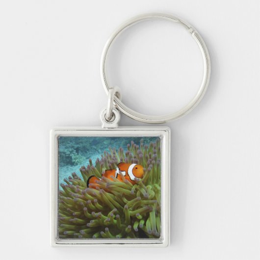 Westelijke clownvis ( Amphiprion ocellaris ) Sleutelhanger (Voorkant)
