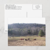 westelijke fultonkoeien briefkaart (Voorkant / Achterkant)