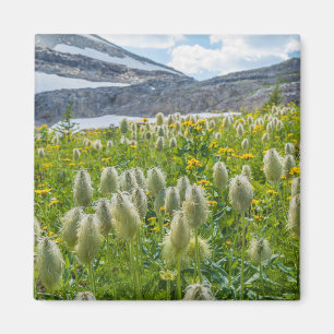 Westelijke Pulsatilla East Kootenay Mountains Magneet