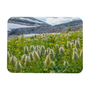 Westelijke Pulsatilla East Kootenay Mountains Magneet