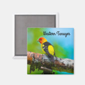 Westelijke Tangare Magneet (Voorkant / Achterkant)