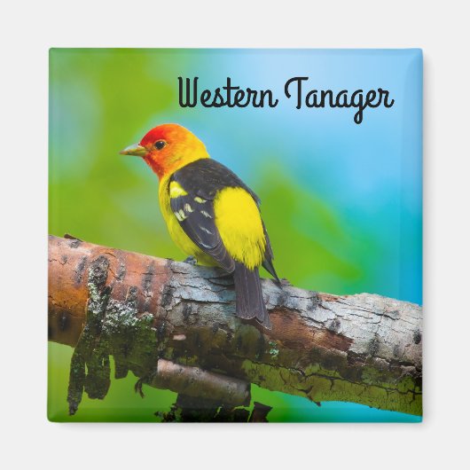 Westelijke Tangare Magneet (Voorkant)