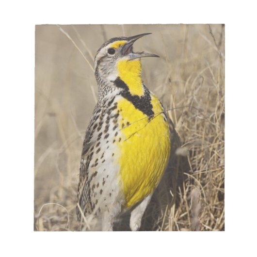 Westelijke weideleeuwerik (Strunella neglecta) Notitieblok (Voorkant)