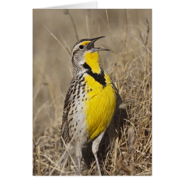 Westelijke Weideleeuwerik (Sturnella neglecta) (Voorkant)