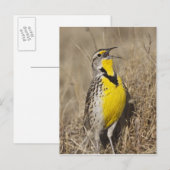 Westelijke weideleeuwerik (Sturnella neglecta) Briefkaart (Voorkant / Achterkant)