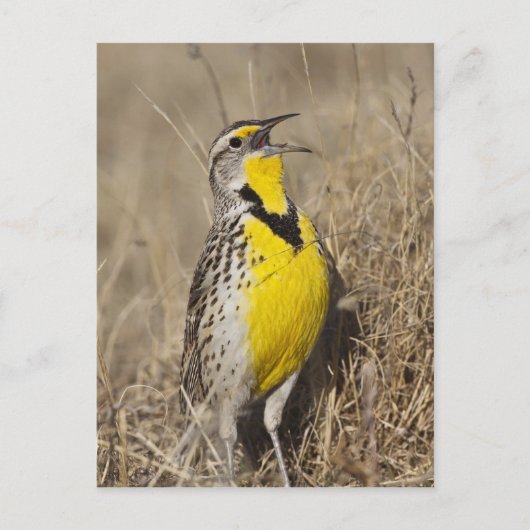 Westelijke weideleeuwerik (Sturnella neglecta) Briefkaart (Voorkant)