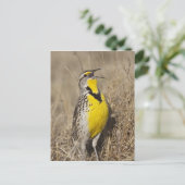 Westelijke weideleeuwerik (Sturnella neglecta) Briefkaart (Staand voorkant)