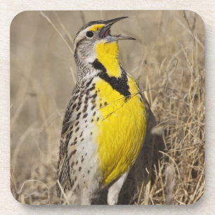 Westelijke weideleeuwerik (Sturnella neglecta) Drankjes Onderzetter