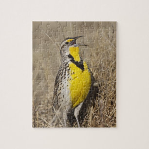 Westelijke weideleeuwerik (Sturnella neglecta) Legpuzzel