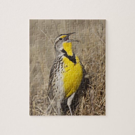 Westelijke weideleeuwerik (Sturnella neglecta) Legpuzzel (Verticaal)