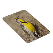 Westelijke Weideleeuwerik (Sturnella neglecta) Magneet (Rechterzijde)