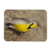 Westelijke Weideleeuwerik (Sturnella neglecta) Magneet (Horizontaal)