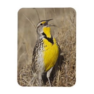 Westelijke Weideleeuwerik (Sturnella neglecta) Magneet