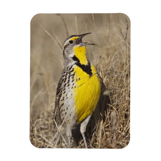 Westelijke Weideleeuwerik (Sturnella neglecta) Magneet (Verticaal)
