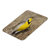 Westelijke Weideleeuwerik (Sturnella neglecta) Magneet (Linkerzijde)