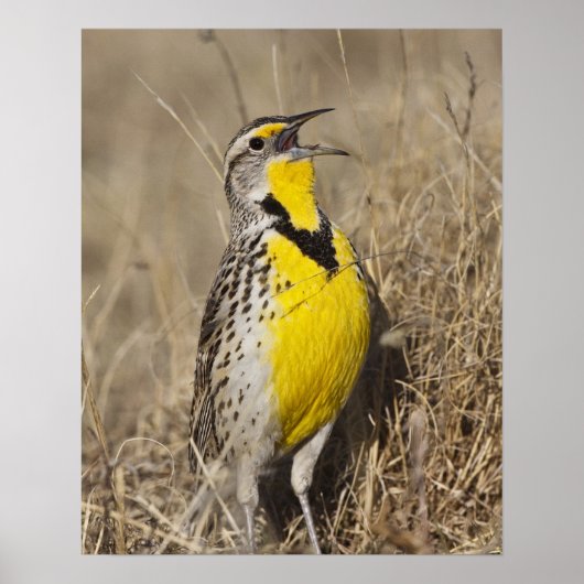Westelijke weideleeuwerik (Sturnella neglecta) Poster (Voorkant)