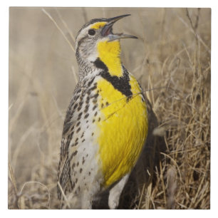 Westelijke weideleeuwerik (Sturnella neglecta) Tegeltje