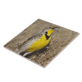 Westelijke weideleeuwerik (Sturnella neglecta) Tegeltje (Zijkant)