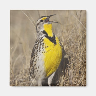 Westelijke Weidespreeuw (Sturnella neglecta) Magneet