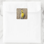 Westelijke Weidespreeuw (Sturnella neglecta) Vierkante Sticker (Tas)
