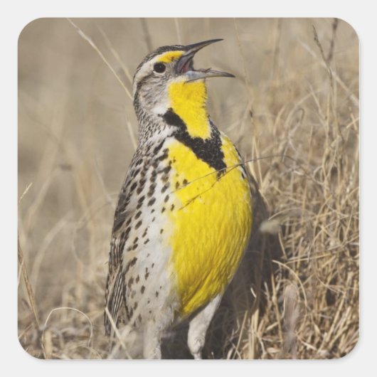 Westelijke Weidespreeuw (Sturnella neglecta) Vierkante Sticker (Voorkant)