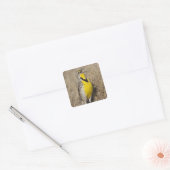 Westelijke Weidespreeuw (Sturnella neglecta) Vierkante Sticker (Envelop)