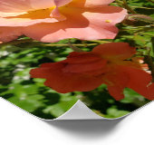 Westerland Rose Coral Poster (Hoek)